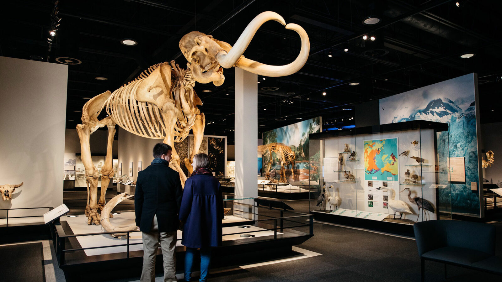 De mammoet in het Royal Alberta Museum | © Explore Edmonton