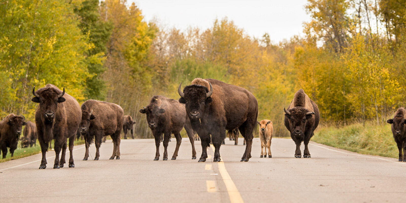 Bizons met kalfjes | © Explore Edmonton