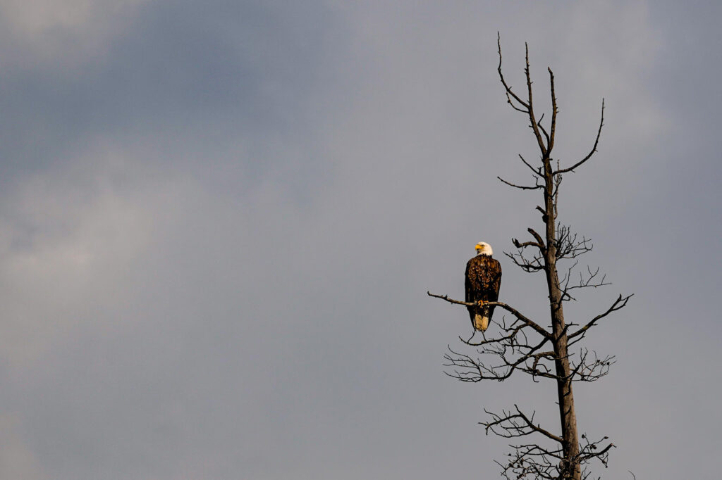Adelaar in de boom in Jasper National Park