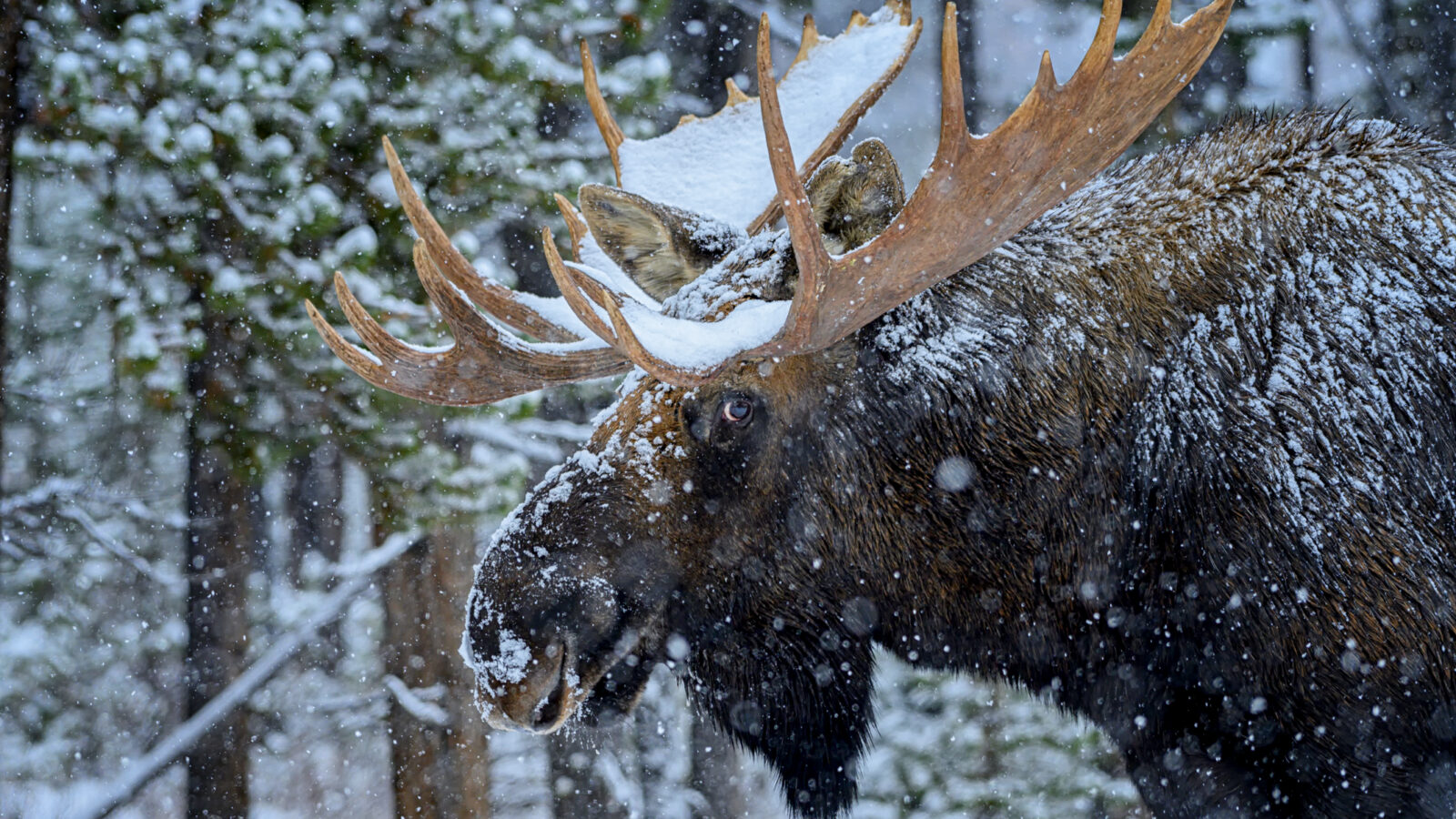 BullMoose_CRMarkJinks (1)