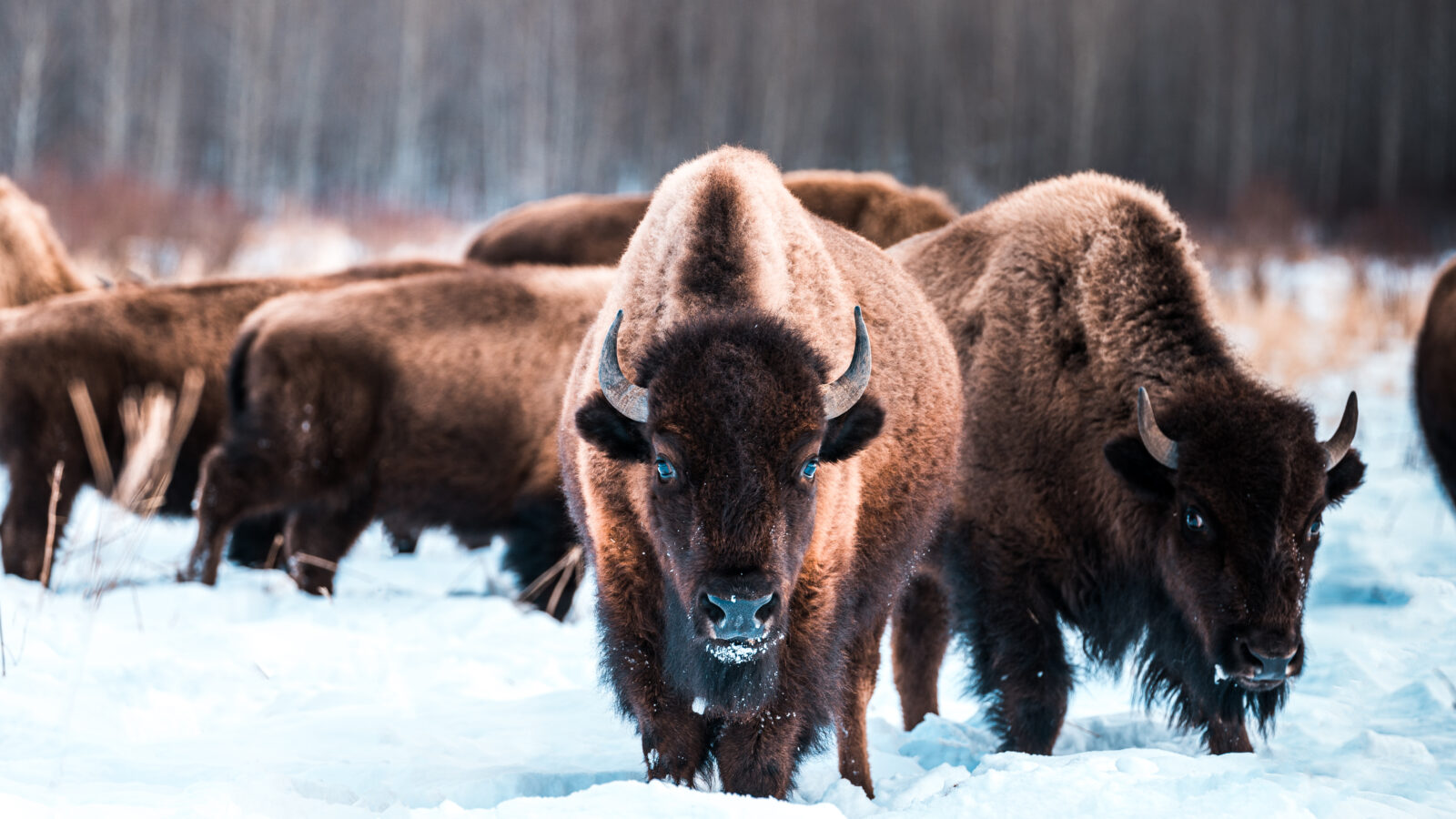 Elk Island National Park near Edmonton in Alberta is home to one of the last large bison populations in North America.